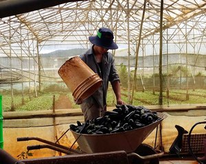 Mr. Vinh Xuan Toa grows vegetables under contract with the Metro supermarket in Ho Chi Minh City, as part of a project coordinated by Grow Asia member company Fresh Studio and funded by the Dutch Government.