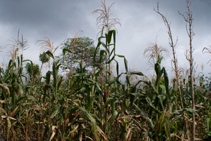 Milpa traditionnelle à Malinaltepec, Guerrero, Mexique (Photo : Prometeo Lucero)