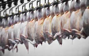 Les poulets de chair, qui sont élevés pour leur viande, produisent sept fois plus de GES que les volailles de basse-cour. (Photo: Roibu/Alamy)