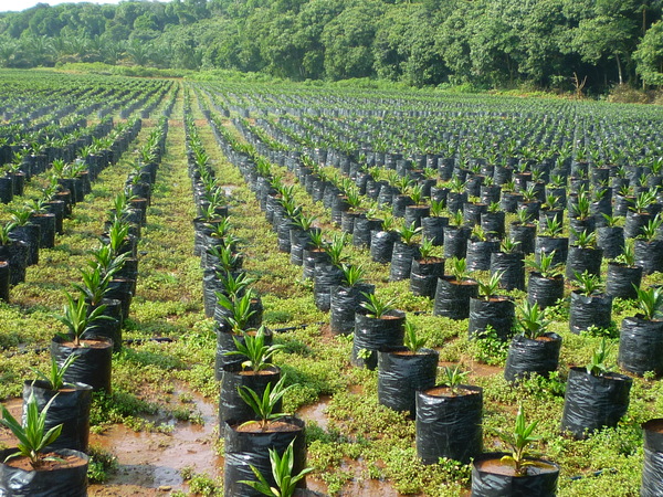 Jeunes plants de palmier à huile en Malaisie. (Photo : Sophie Gnych)