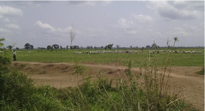 Lands of Gassol community that have been allocated to Dominion Farms. The photo shows the link road constructed by UBRBDA and the use of the lands for grazing by the local community. (Photo: CEED)