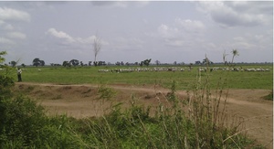 Les terres de la communauté de Gassol qui ont été attribuées à Dominion Farms. La photo montre la route de liaison construite par UBRBDA et l'utilisation des terres pour les pâturages de la communauté locale. (Photo : CEED)