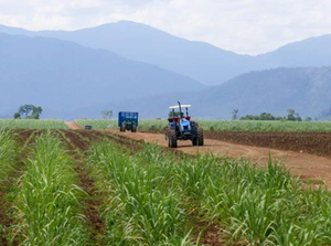 Agricultural machinery travels though a plantation inside Phnom Penh Sugar Company’s economic land concession in Oral district earlier this month. (Photo: Hong Menea)