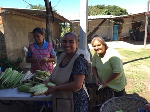 Picking corn cobs for preparing tamales made from native maize free of GMO, in San Isidro, Jalisco, Mexico.