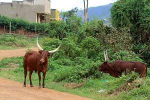 Traditional cows grazing on the side of the road in Rwanda. (Photo: Adam Cohn)