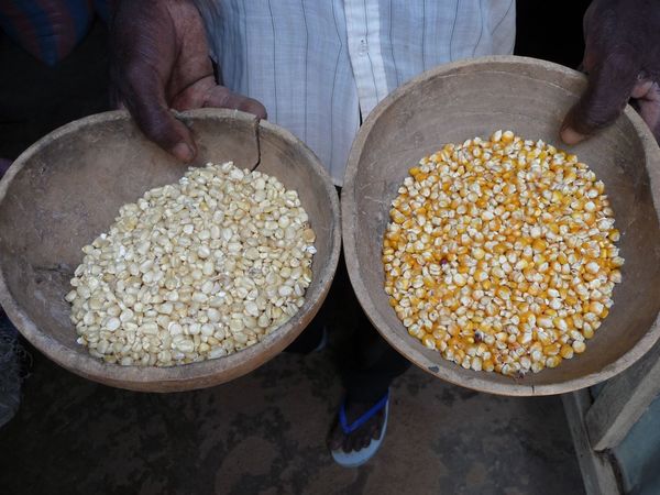 Grains de maïs blancs et jaunes au Togo (Photo: AVSF) 