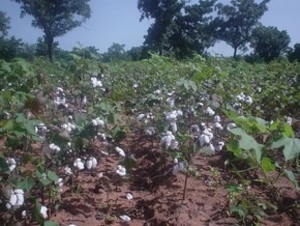 Champ de coton biologique au Bénin : encore l'exception