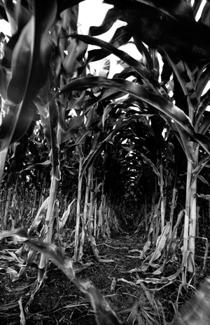 Maize sprayed with herbicides in Chiapas, Mexico (Photo: David Lauer).