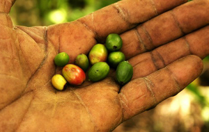 Semences paysannes en Haiti (photo: Alter Mondes)