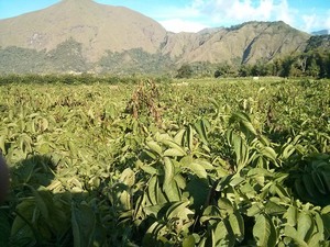 Indofood potato field in Sembalun, Lombok, Indonesia to supply a potato chip factory.