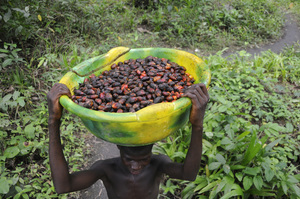 Récolte des fruits de palmier à huile sur une plantation au Liberia. (Photo : Rob McNeil/CI)