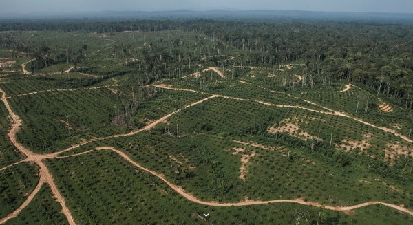 Mighty et Brainforest / Déforestation dans la chaîne d'approvisionnement d'Olam. Source: http://bit.ly/2qr9rv3