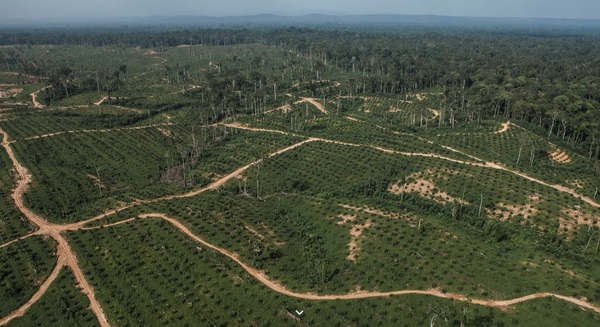 Production durable d'huile de palme : les Africains à la traîne - Afrique  Sub-Saharienne