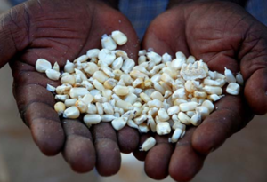 Breeding their own seeds helps farmers create varieties suitable for their specific regions and climates (Photo: The Herald)