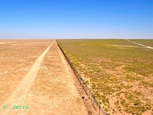 The edge of an experimental sheep grazing exclusion zone (to the right) within Al Talila Reserve, Palmyra, photographed in March 2008 in the midst of an intense drought period. Sheep quasi uncontrolled grazing was allowed to the left of the fence. Grazing of reintroduced native antelopes at low densities had been allowed within the exclusion zone for a period of 10 years. (Photo: Gianluca Serra.)