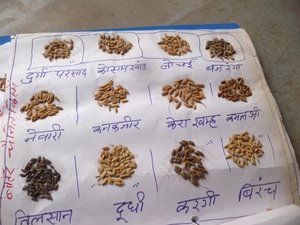 Hubo alguna vez una gran diversidad de variedades de arroz en Madhya Pradesh, India, cada una con un uso diferente. Los campesinos siembran algunas variedades de arroz para alimentarse ellos y sus familias, mientras otros siembran para el mercado. (Foto: 