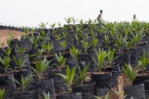 Plants de palmiers à huile sur la plantation de Socfin (Photo : Felicity Thompson/IRIN)