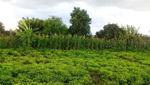 Un système de culture associée ou étagée dans lequel sont cultivés des noix, des bananes, du maïs et des arbres fruitiers. Zimbabwe, 2018. Photo: Zimsoff.