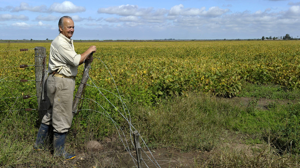 Soya transgénique en Argentine (Photo : Juan Mabromata/AFP)