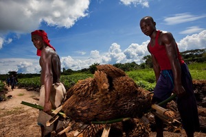 Workers at the oil palm plantation at Lokutu (Photo: Feronia)