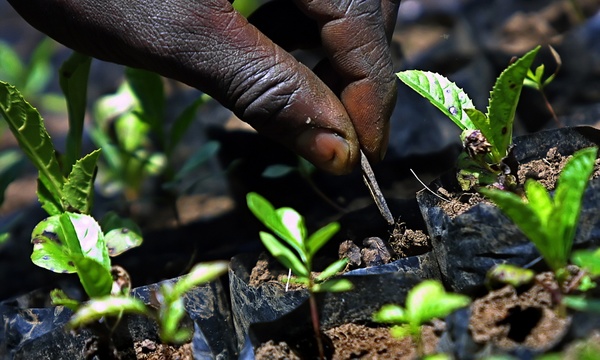 Entretien de plants au Kenya : les futurs prisonniers des lois sur la protection des variétés végétales ? (Photo : Tony Karumba/AFP)