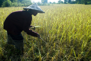 Rice farmer in Laos. (Photo: Whi.travel/Flickr)