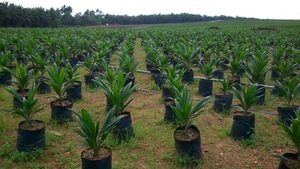Wilmar oil palm nursery, Cross River State, Nigeria