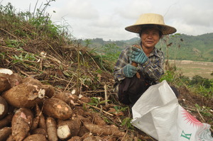 Culture du manioc sur les rives du Mékong : les petites fermes ont tendance à donner à la production alimentaire priorité sur la production de matières agricoles et de cultures d'exportation. (Photo : New Mandala)