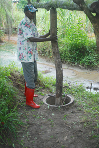 In addition to cultivating rice, bananas, pineapples, and tilapia, many families in Lodja also maintain oil palms on their land, harvesting the fruit to produce red palm oil for cooking and sale at local markets. (Photo: John C. Cannon)