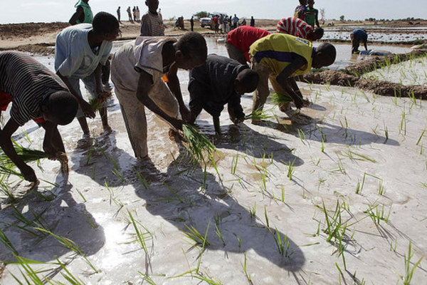 Planting rice in Mali: the common trend, across numerous initiatives to change land laws, is towards titles that will allow communities and small landholders to sell or lease land to investors. (Photo: Devan Wardell/Abt Associates)