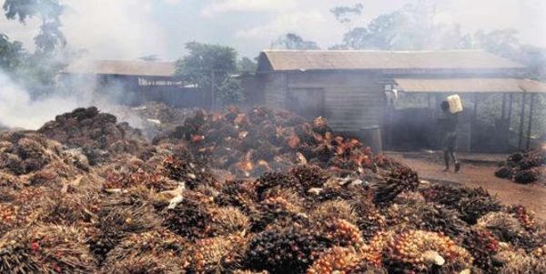 Recolte de palmiers à huile à Mundemba, à l'ouest du Cameroun, juin 2012. (Photo : Emmanuel Braun / Reuters)