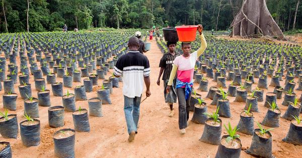 Workers on an oil palm nursery in Cameroon. (Photo: Jan-Joseph Stok/Greenpeace)
