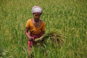 Harvesting rice in Assam (Photo: Picture Alliance  / AP)