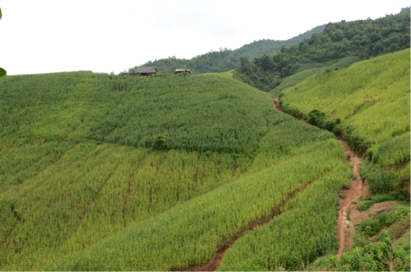Vast maize hills that no longer belong to Mr Phuong (Photo: Nongnghiep)