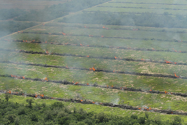 Burning freshly-felled trees near Mariscal Estagarribia, in the Boqueron region of Paraguay. (Photo: Glyn Thomas / FoE)