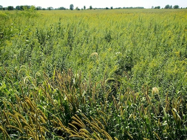 Tallgrass prairie, Illinois. (Photo: Alan Scott Walker/Wikicommons)