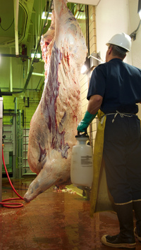 Estados Unidos exigió el derecho a enviar carne bovina lavada con ácido láctico como una condición previa a las negociaciones del TTIP - y obtuvo lo que quería. (Foto: Academic Abattoir)