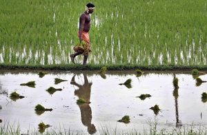 Backgrounder: Small Scale Farmers and Peasants Still Feed the