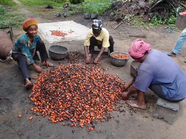     Femmes camerounaises en train de trier les fruits de palmier à huile. (Photo : Nature Cameroon)