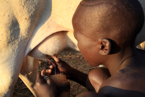 A herder boy milks a cow in Ethiopia. Pastoralists contribute little to climate change and their animals provide many uses and benefits. (Photo: Dietmar Temps)