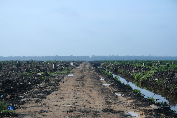 Defrichement pour une plantation de palmier à huile à palme à Sumatra, Indonésie. (Photo : H Dragon/Flickr)