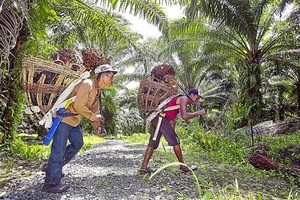 Les travailleurs immigrés indonésiens représentent maintenant environ 80 % des ouvriers des plantations de palmier à huile du Sarawak. (Photo : Art Chen/The Star))