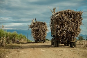 Camiones cargados con caña de azúcar en la Provincia de Kampong Speu, Camboya (Foto: Thomas Cristofoletti/Ruom)