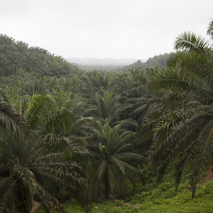 View of the PT Hardaya Inti Plantations oil palm concession in Buol (Photo: Pietro Paolini/Terra Project)