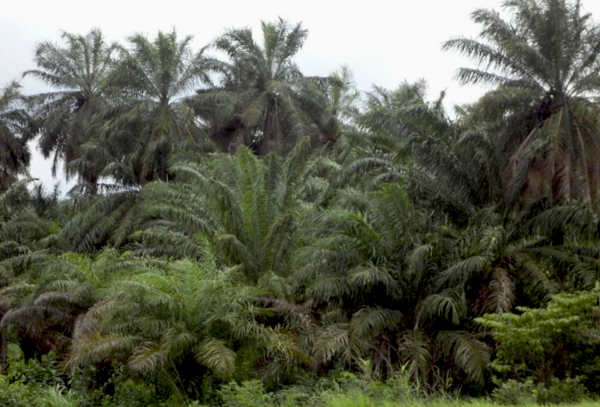 Elaeis guineensis, commonly called oil palm or African oil palm in English; Mchikichi (Swahili) or Odé or dé (Fongbé, Goungbé, Tolligbé). (Photo: ADAPE-Guinée)