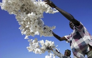 Le Burkina Faso est le premier producteur de coton du Sahel. (Photo : Issouf Sanogo/AFP)