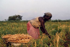 Récolte des gousses de niébé (Photo : IITA)