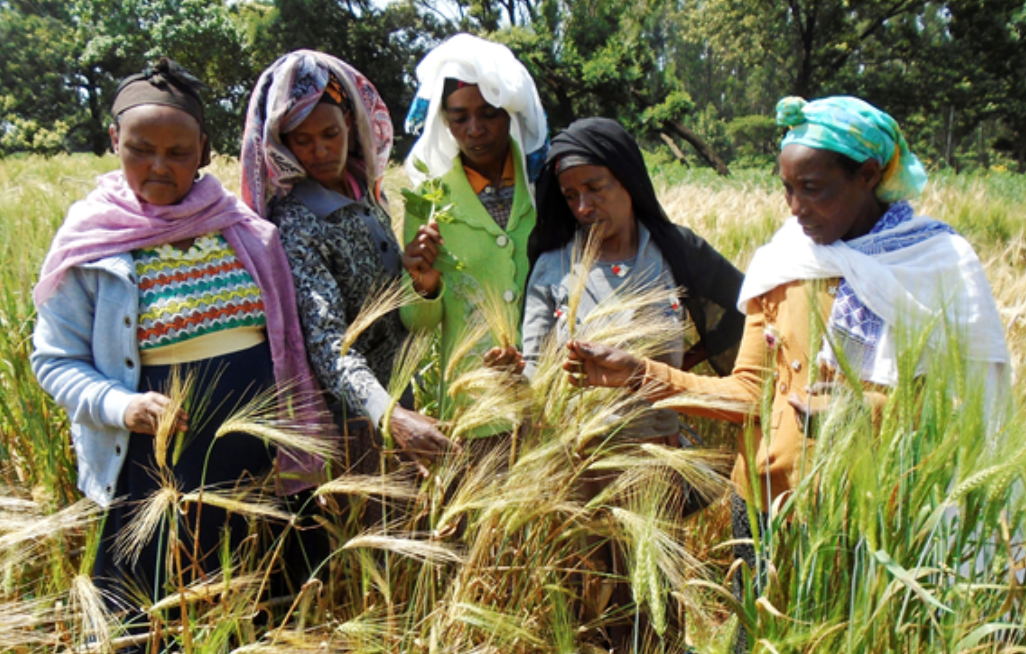 Banque de semences : outil de conservation