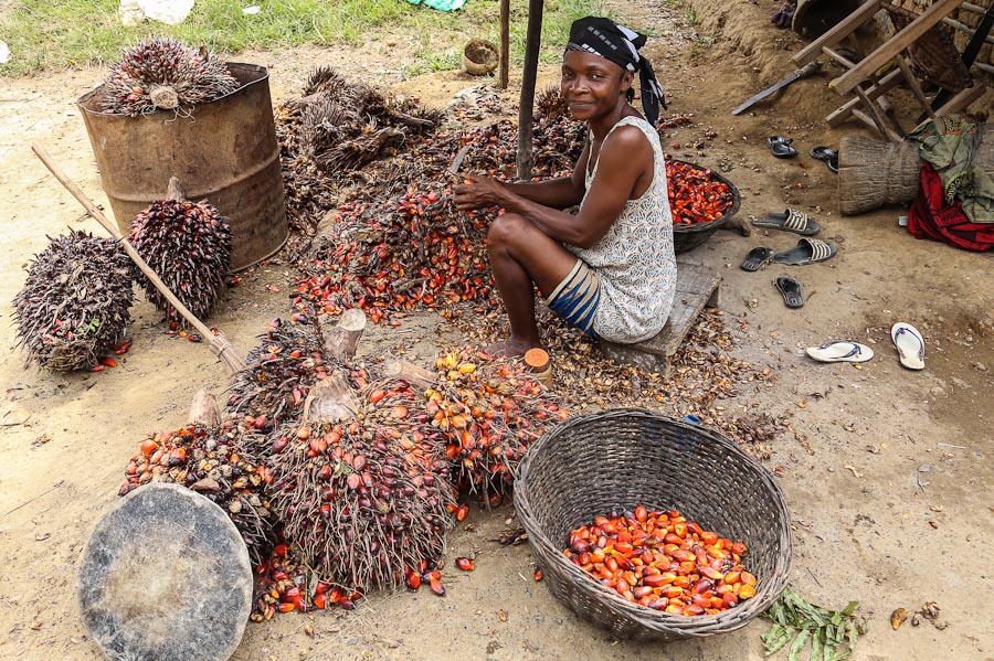 Production durable d'huile de palme : les Africains à la traîne - Afrique  Sub-Saharienne