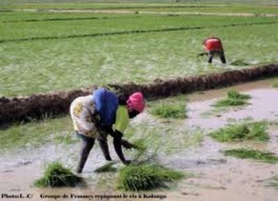 Eco-farming can double food production in 10 years-image